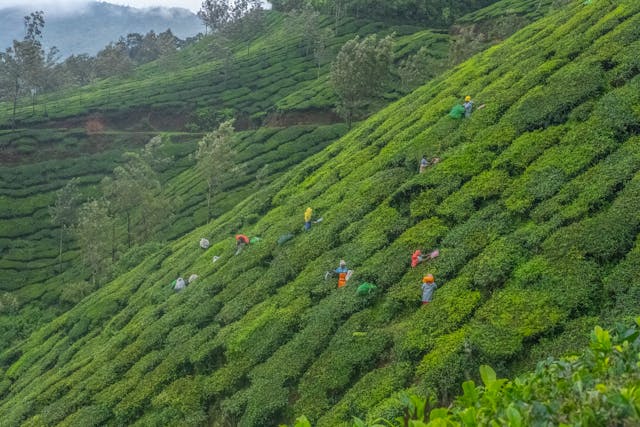 Kochi Airport to Munnar